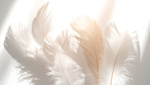 Soft Feathers Closeup with Natural Light and Delicate Shadows