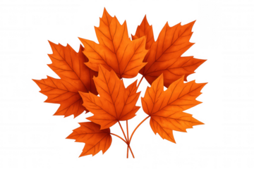 Realistic colorful maple leaves falling on transparent background, perfect for autumn-themed designs