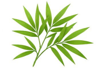 Fototapeta premium Lush green bamboo leaves extend gracefully on a transparent background, embodying tranquility and natural beauty