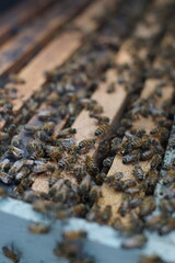 Traditional beekeeping in Guatemala 