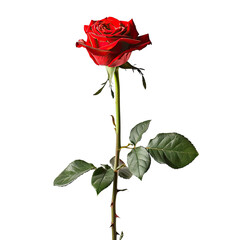 Single vibrant red rose, centered against a black background.  