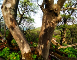 Forest canopy view through gnarled tree trunks