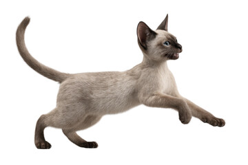 Obraz premium Playful cream kitten jumping in midair isolated on transparent background