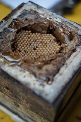 Traditiional beekeeping with native Mayan stingless bees in Guatemala