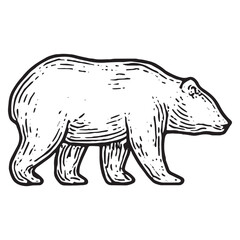 Fototapeta premium Wild bear sketch, ideal for wildlife art, nature adventure, and forest designs