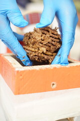 Traditiional beekeeping with native Mayan stingless bees in Guatemala