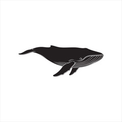 Fototapeta premium Black whale swimming with white lines on its body ocean