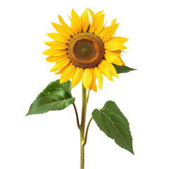 Obraz premium Single sunflower with bright yellow petals and dark center. Green leaves extend from a sturdy stem. Isolated against black background
