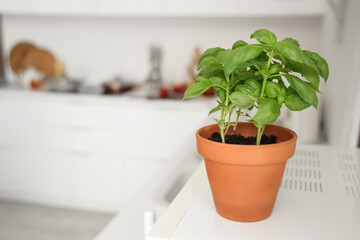 Fresh basil in pot on table in kitchen