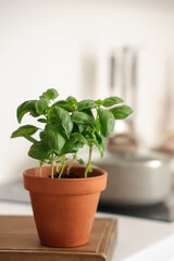 Fresh basil in pot on table in kitchen