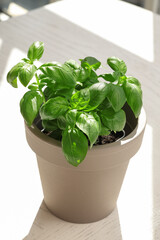 Fresh basil plant in pot on table