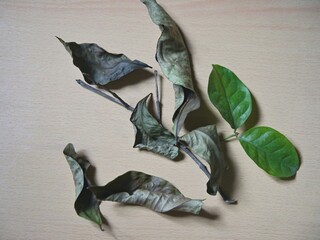 Bay leaves and dried twigs on a wooden table. The leaves are used as a flavoring in Asian dishes.