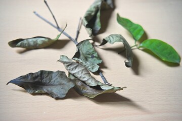 Bay leaves and dried twigs on a wooden table. The leaves are used as a flavoring in Asian dishes.