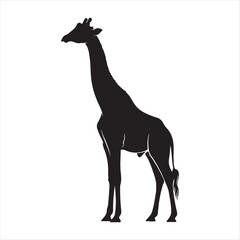 Fototapeta premium Silhouette of a tall giraffe standing gracefully black white