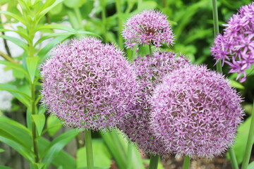 紫色の球形の花　アリウム・ギガンテウム