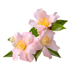 Fototapeta premium Pink flowers in full bloom isolated on black background