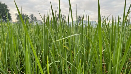 Close-up of green rice plants in a paddy field showing detailed leaves, stalks, and natural texture.