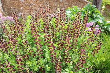 赤茶色の花を咲かせるバプテシア