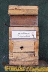 Traditiional beekeeping with native Mayan stingless bees in Guatemala