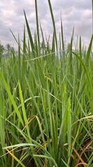 Close-up of green rice plants in a paddy field showing detailed leaves, stalks, and natural texture.