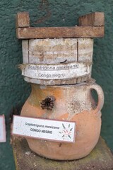 Traditiional beekeeping with native Mayan stingless bees in Guatemala