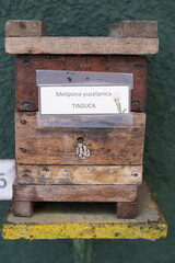 Traditiional beekeeping with native Mayan stingless bees in Guatemala
