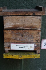 Traditiional beekeeping with native Mayan stingless bees in Guatemala
