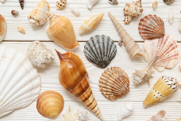 Many different sea shells on white wooden background