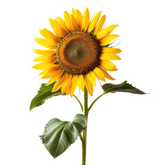 Obraz premium Vibrant sunflower with dark background. A single sunflower, bright yellow with a dark brown center, stands tall against a pure black backdrop. 