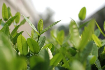Lush green new leaves flourishing in natural light, showcasing vibrant growth and fresh botanical...