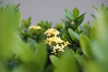 Yellow flowers blooming among green leaves. Close-up nature shot with soft background, perfect for...