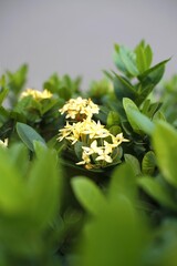 Vibrant yellow flowers blooming amidst lush green leaves with a soft focus background, showcasing...
