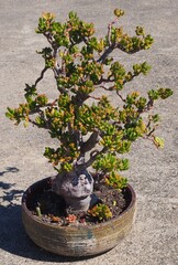 Crassula ovata 'Gollum' mature succulent plant