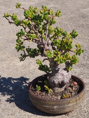 Crassula ovata 'Gollum' mature succulent plant