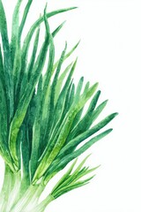 Obraz premium Watercolor illustration of vibrant green chives