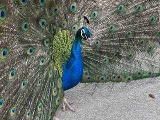 Obraz premium Peacock with its feathers spread out