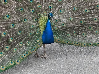 Obraz premium Peacock with its feathers spread out