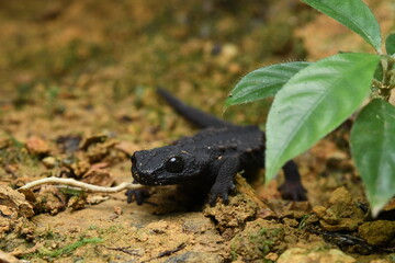 オキナワイボイモリ