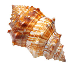 Close-up of a spiral seashell.  Colorful, intricate patterns on a light-tan, spiraled shell