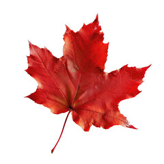 Vibrant red autumn maple leaf, sharply defined