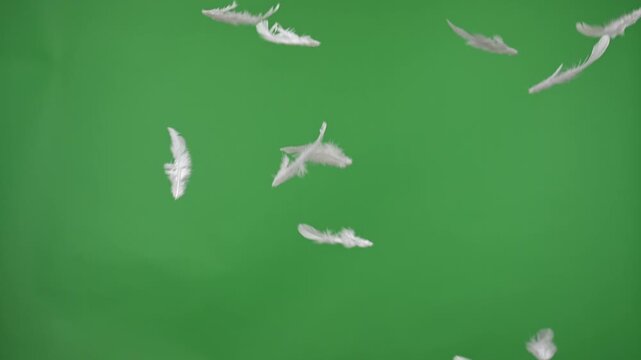 White feathers floating gracefully on green backdrop