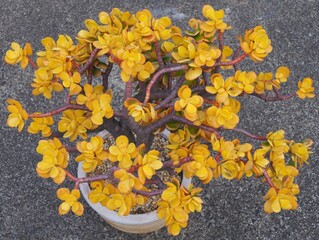 Crassula ovata 'Hummel's Sunset' mature succulent plant