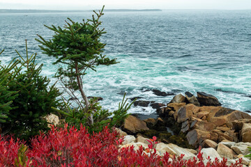 sea coast with rocks and conifer tree