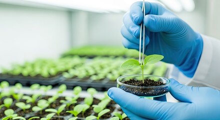 Scientist examining seedling in lab with tweezers, showcasing growth and scientific research for agriculture