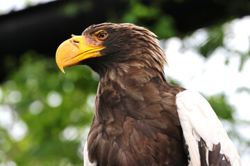 オオワシ・旭山動物園（北海道・旭川市）