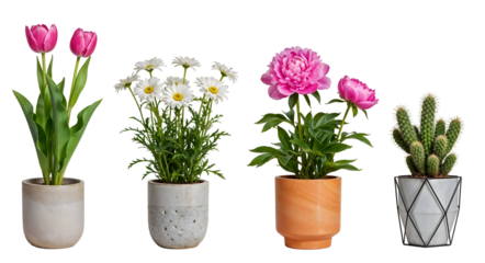 Set of various Houseplants: Tulip, Peony, Chamomile, Cactus isolated on transparent background