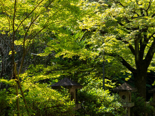 神社参道の青紅葉