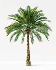 Fototapeta premium Isolated Palm Tree on White Background showcasing tropical foliage and texture