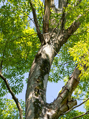 鮮やかな新緑の葉を付けた山の木々