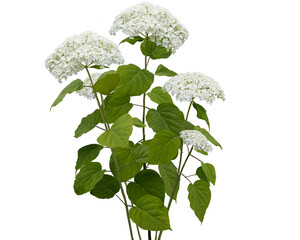 Hydrangea plant isolated on transparent background. PNG image. Summer season with blooming flowers. Plant at full height.